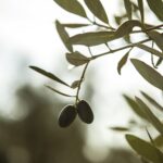 Sostieni un Ulivo