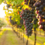 Abbraccia il tuo Vitigno