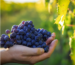 Vendemmia in Salento con raccolta dell’uva nei vigneti