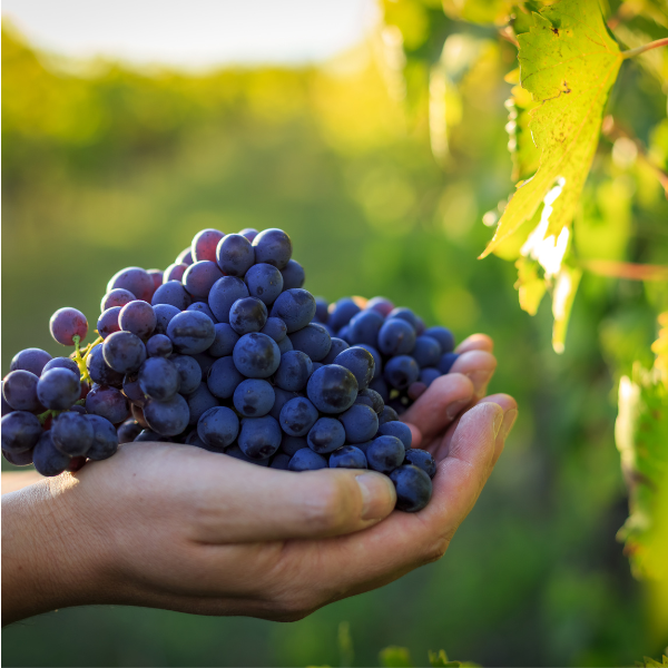 Vendemmia in Salento con raccolta dell’uva nei vigneti