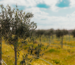 Adottare un ulivo in Puglia con Agricola PrimoSole